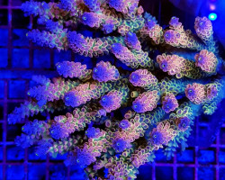 Acropora Coral Sea (Ultra Colored - Special Selected) L