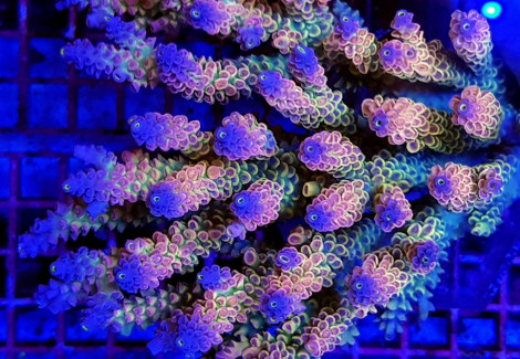 Acropora Coral Sea (Ultra Colored - Special Selected) L