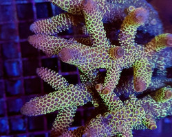 Acropora Coral Sea (Ultra Colored) L