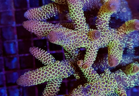 Acropora Coral Sea (Ultra Colored) Xl