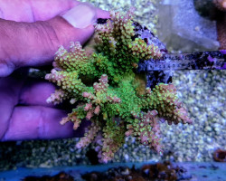 Acropora Divaricata M