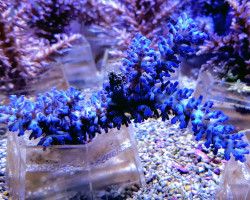 Acropora Echinata (A Grade) L