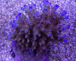 Acropora Efflorescens (A Grade) L