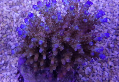 Acropora Efflorescens (A Grade) M