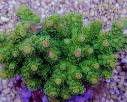 Acropora Florida (A Grade) Ml