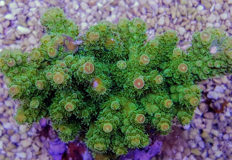 Acropora Florida S