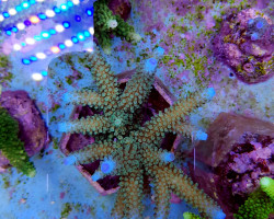 Acropora Formosa (Blue Tip) Xs