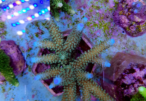 Acropora Formosa (Blue Tip) Xs