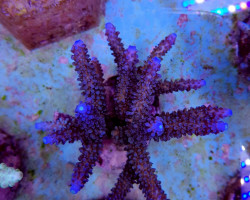 Acropora Formosa (Blue) M