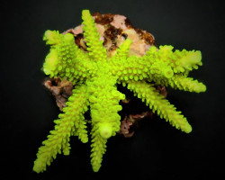 Acropora Formosa (Green) Xs