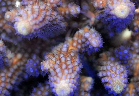 Acropora Gemmifera Ml