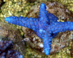 Acropora Gomezi (A Grade) M