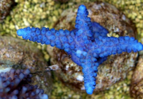 Acropora Gomezi (A Grade) M