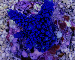 Acropora Hoeksemai (A Grade) M