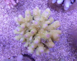 Acropora Humilis (A Grade) M