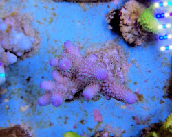 Acropora Humilis (Blue) M