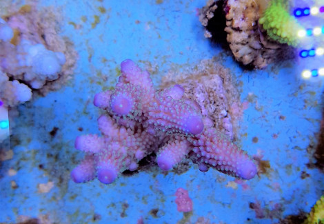 Acropora Humilis (Blue) M