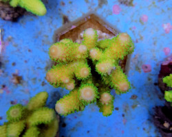 Acropora Humilis (Green) M