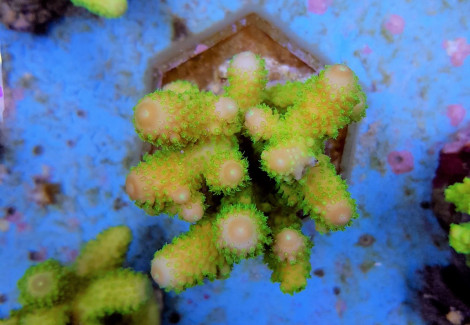 Acropora Humilis (Green) M