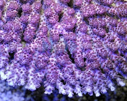 Acropora Hyacinthus (A Grade) L