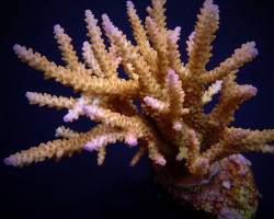 Acropora Loisetteae M