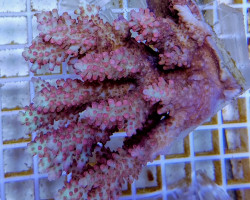 Acropora Microlados (A Grade) Ml