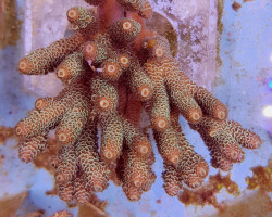 Acropora Millepora ( Yellow/Green) Ml