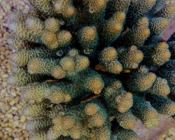 Acropora Millepora (Corals Sea) M