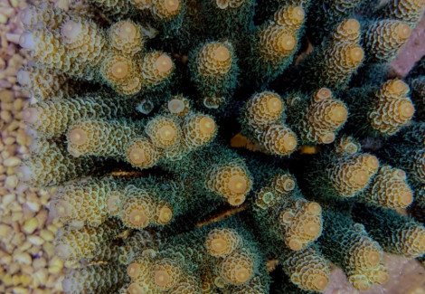 Acropora Millepora (Corals Sea) Xs