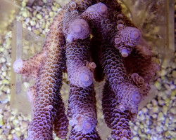 Acropora Millepora Blue M