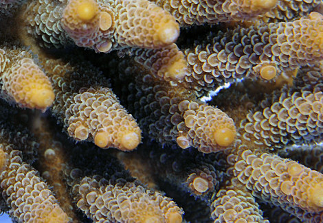 Acropora Millepora L