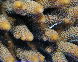 Acropora Millepora M