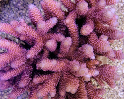 Acropora Millepora Red (A Grade) Ml