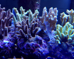 Acropora Millepora Xs