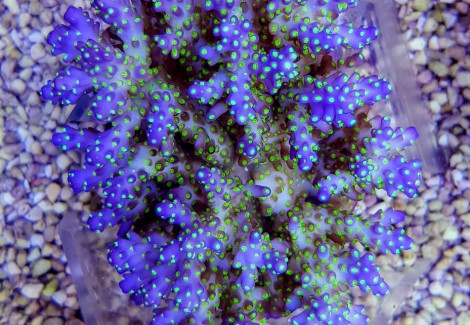 Acropora Nana (A Grade) L