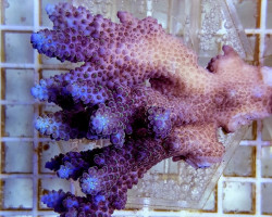 Acropora Nasuta (A Grade) M