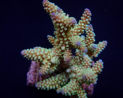 Acropora Nasuta M