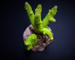 Acropora Papillare M