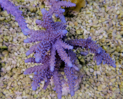 Acropora Parilis M