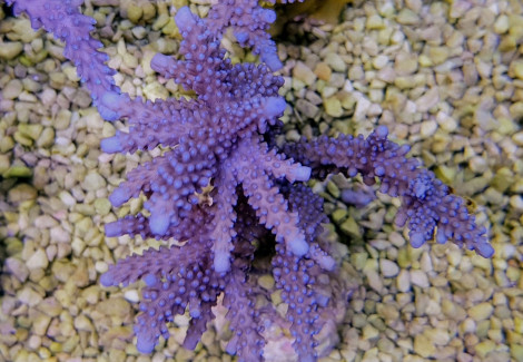 Acropora Parilis M