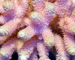 Acropora Prostata (Red/Pink) M