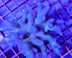 Acropora Prostata Blue M