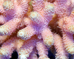 Acropora Prostata Pink (A Grade) M