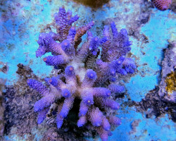 Acropora Prostata Rainbow Ml