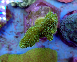 Acropora Robusta M