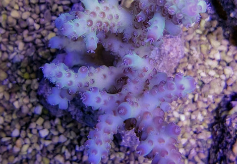 Acropora Rosaria M