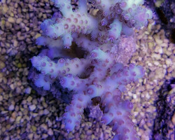 Acropora Rosaria Ml