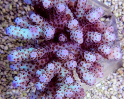 Acropora Sarmentosa (A Grade)  Xs