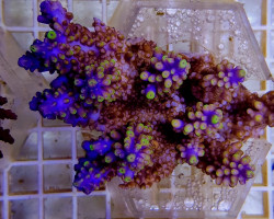 Acropora Secale (A Grade) L