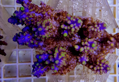 Acropora Secale (A Grade) M